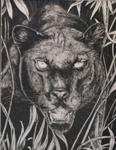 Stalker Panther Pen in Ink copyright Teresa LC Ahmad