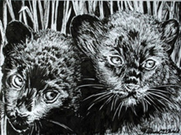 My Panther Cubs Pen in Ink copyright Teresa LC Ahmad